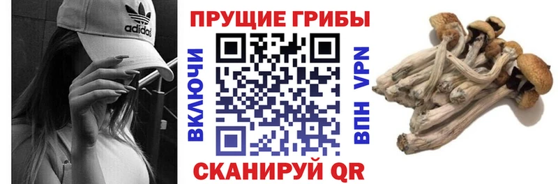 Галлюциногенные грибы Psilocybe закладки Вяземский